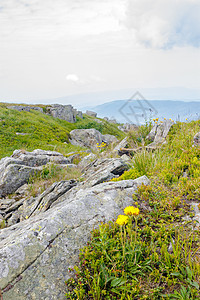 山坡上岩石中的花朵植物土地绿色巨石石头草地爬坡场地地平线旅行图片