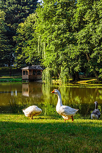 公园池塘附近的鹅天空羽毛动物鸟类野生动物纪念树木农场森林荒野图片