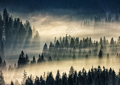 雾中山的迷雾森林爬坡树木旅行薄雾叶子针叶树公园草地山坡蓝色图片
