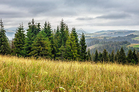 大草原和草药 山区的树木天空国家云杉绿色草地针叶树森林天气农村场景图片