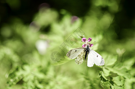小白菜蝴蝶花上白色宏观紫色公园野生动物昆虫环境花蜜花园植物野花图片
