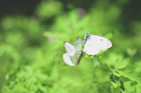 小白菜蝴蝶花上白色植物公园场地环境草地紫色动物花蜜花粉野花图片