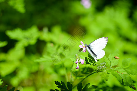 小白菜蝴蝶花上白色场地青虫公园野花花粉翅膀植物野生动物花园紫色图片