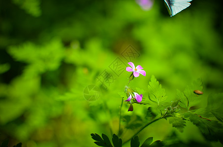 森林中的紫花和绿草季节花束花瓣草地植物学荒野紫色蓝色薰衣草场地图片