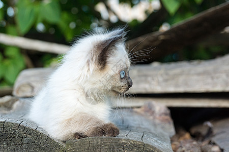 板上的小猫咪白色爪子红色哺乳动物灰色小猫宠物蓝色动物草地图片