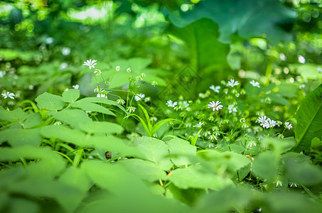 春花背景 雪滴季节植物群植物学荒野植物场地生长草地叶子宏观图片