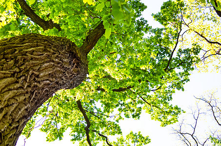 从下方树冠中查看植物天篷木头生长山毛榉环境公园蓝色天空阳光图片