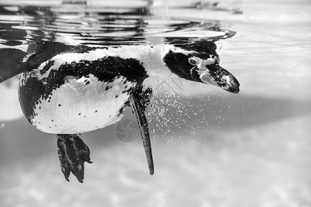 Humboldt企鹅脊椎动物野生动物动物园濒危荒野水鸟蓝色游泳海鸥动物图片