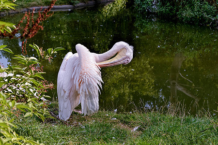 白色大白植被翅膀鸟类水鸟荒野生物动物脊椎动物淡水格式图片