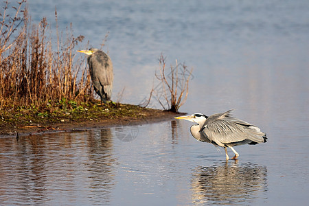 Grey Heron 在水中行走图片