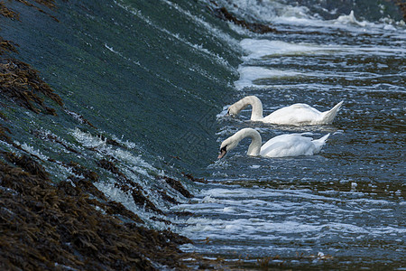科克特河的天鹅进食图片