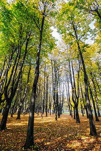 意大利蒙萨公园的秋色绿色季节黄色水平树木榆树树叶图片