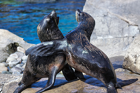 南美海豹生活花园斗争动物园俘虏哺乳动物海洋脊椎动物格式岩石图片