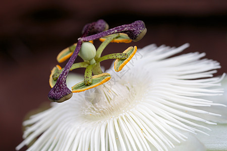 激情花植物群热情花瓣雌蕊花园登山者藤蔓花朵植物学爬行者图片