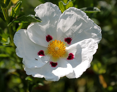 塞斯图斯卢西塔尼卡德昆本斯白色绿色花瓣花朵格式雌蕊植物学红色植物群叶子图片