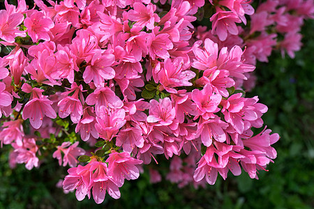 全闪光中的阿萨利亚斯花瓣衬套园艺植物群红色粉色植物紫色叶子灌木图片