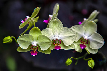 新加坡博坦尼卡花园兰花红色杂交种花瓣绿色粉色植物群水平黄色紫色花朵图片