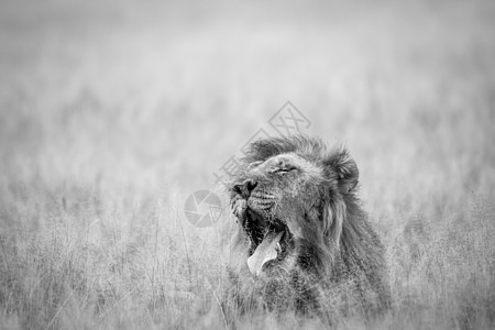 大雄狮在草地上打哈欠哺乳动物危险狮子动物领导者男性猎人大草原毛皮荒野图片