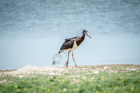 阿布迪姆在草地上行走旅行预兆移民动物群动物白腹动物园鸟类荒野观鸟图片