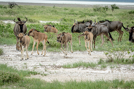 一群蓝野兽在草地上行走旅行野生动物迁移公园牛羚哺乳动物荒野团体移民动物群图片