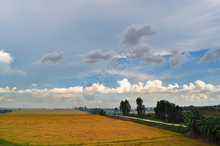 蓝天下稻田场地乡村农村爬坡绿色农场蓝色草地旅行农业图片