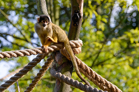 普通松鼠猴黑色动物学动物棕色生物哺乳动物水平绿色黄色恶作剧图片