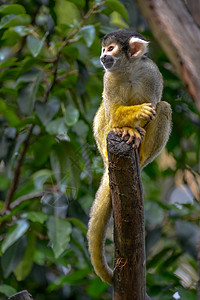 普通松鼠猴尾巴邮政荒野动物园哺乳动物格式绿色黄色生物动物图片