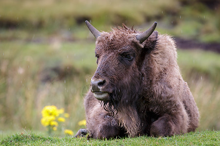 欧洲 Bison野生动物牛肉水牛棕色草地食草红利野牛动物婴儿图片