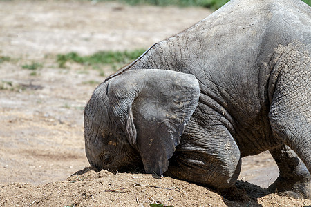 非洲大象洛克森特灰色荒野地面婴儿厚皮野生动物晴天哺乳动物滚动公园图片