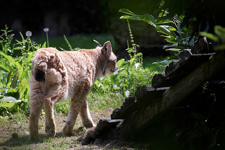 北林克斯Felis Lynx动物群猫科濒危绿色捕食者哺乳动物起搏危险食肉荒野图片