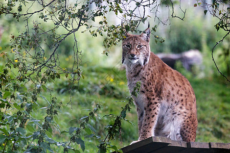 北林克斯Felis Lynx起搏食肉猫科野生动物哺乳动物捕食者濒危动物晴天动物群图片