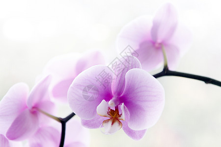 美丽的粉红兰花花植物花瓣脆弱性紫色兰花白色框架杂交种热带植物群图片