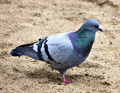 在沙地中鸽子食物眼睛蓝色自由野生动物羽毛海滩翅膀灰色村庄图片