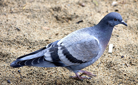 年轻雌鸽子在沙滩中眼睛食物羽毛荒野动物野生动物生活灰色蓝色村庄图片