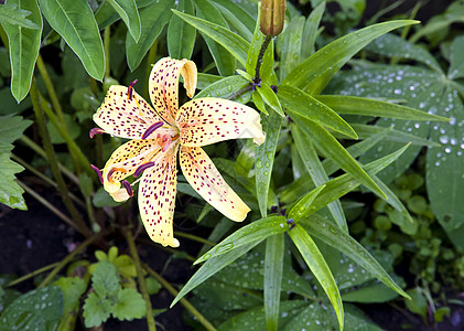 黄老虎 Lily带雨滴异国露滴老虎宏观植被情调植物植物群园艺农村图片