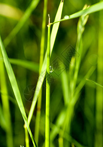 晨露的露露 在草地上环境场地水滴反射阳光草本植物太阳日出天气生长图片