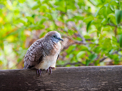 斑马鸽子在花园的一块木头上少年羽毛眼睛动物群荒野彩色鸽子地面森林热带图片