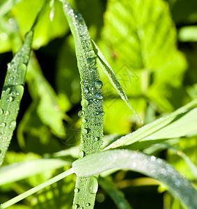 晨露的露露 在草地上日出背景天气雨滴水滴环境太阳反射阳光宏观背景图片