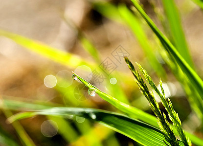 晨露的露露 在草地上草本植物射线天气水滴叶子阳光太阳场地日出背景图片