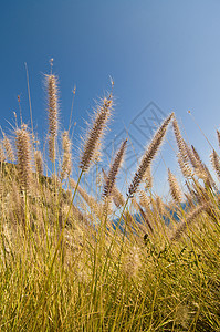 沙丘草天空植被绿色植物棕色海岸羊草植物沙丘海洋晴天图片