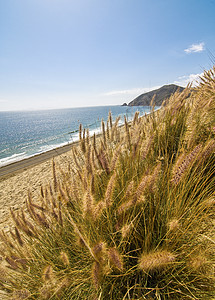丘陵草和背景沙滩天空沙丘羊草绿色植物绿色棕色爬坡海洋植物岩石图片