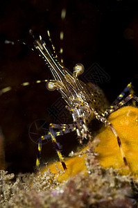 虾潘达卢斯希普西诺图斯眼睛黄色渠道岛屿海洋触角宏观生物甲壳类条纹图片