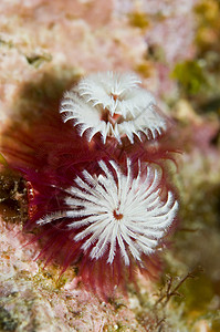 圣诞树蠕虫棘肌管子生物岛屿螺旋毛类潜水渠道皇冠宏观图片
