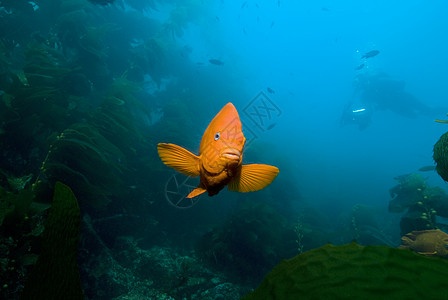 Garibaldi 成年人在岩石礁中的成年加里瓦尔迪达利什橙子蓝色渠道副题黄色宏观海洋潜水岛屿催眠曲图片