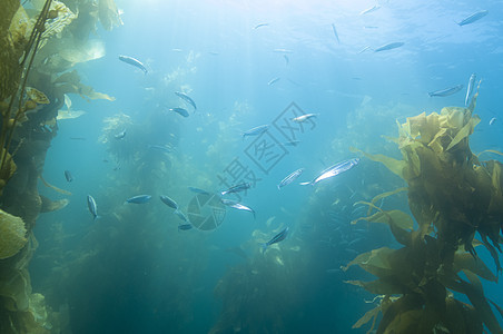 加利福尼亚州卡塔琳娜岛外海礁海藻珊瑚礁鱼类草稿浅滩游泳绿色蓝色森林学校团体动物海洋图片