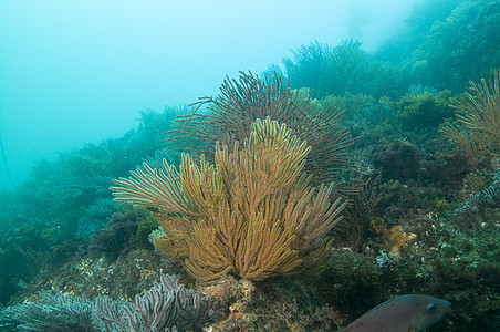 Catalina岛外的戈尔戈尼亚人又称海鞭或海扇白色息肉海洋扇子红色潜水宏观岛屿渠道图片