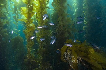 加利福尼亚州卡塔琳娜岛外海礁海藻珊瑚礁鱼类海洋运输游泳蓝色跑步浅滩动物绿色学校草稿图片