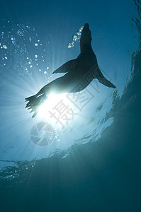 加利福尼亚海狮家庭哺乳动物岛屿太阳海洋狮子游泳尾巴脚蹼太阳光图片