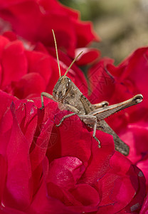 花朵上的直翅目花瓣侵扰盂唇股骨触角眼睛漏洞花园害虫图片