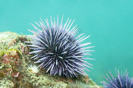 紫海Urchin西南环球岛屿蓝色防御岩石海洋潜水对称生物球形渠道图片